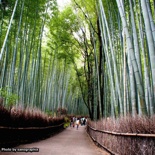 嵐山の竹林 Photo by sanographix