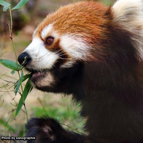 京都市動物園のレッサーパンダ Photo by sanographix