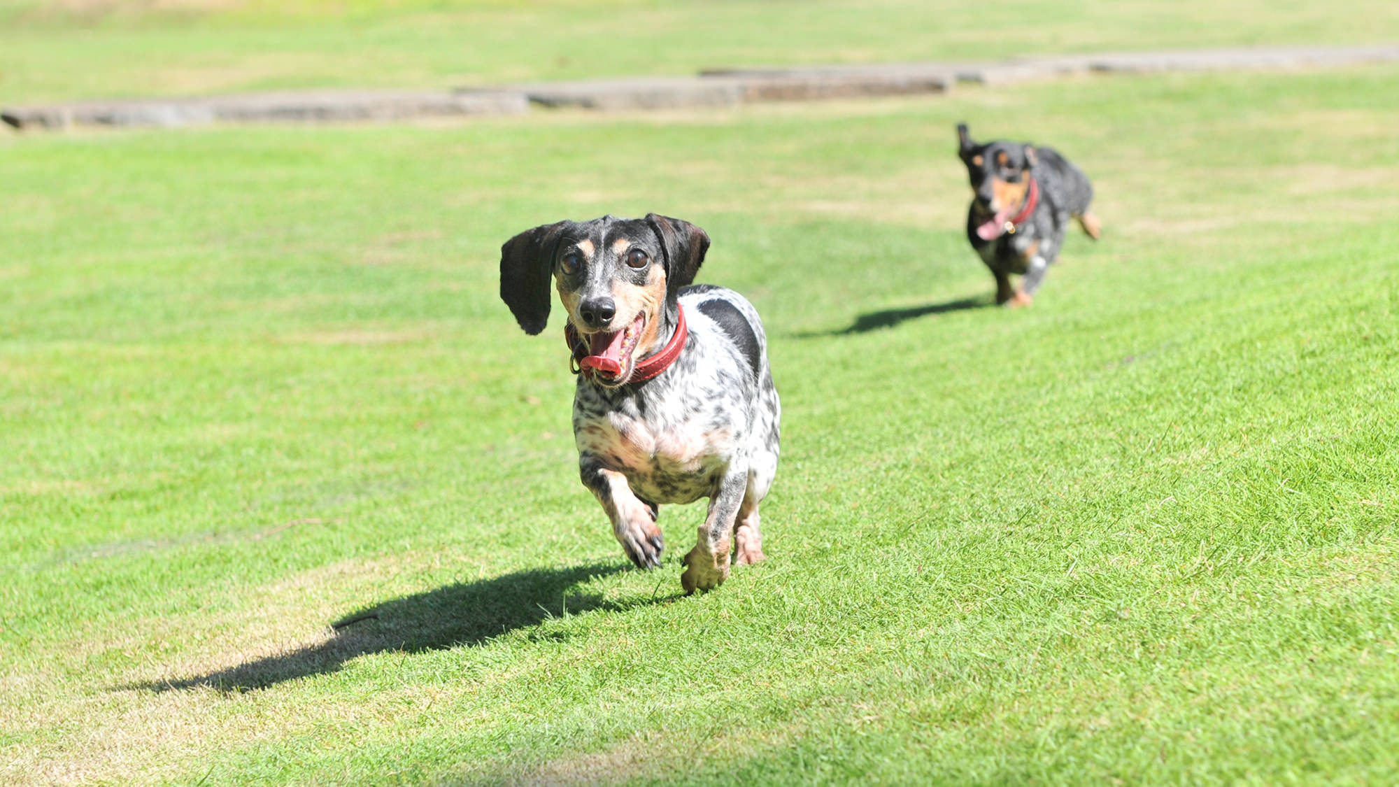 ＊＊愛犬と寛ぐ＊＊　グランオーベルジュ全室露天風呂付客室＆スイート　　伊豆牛をはじめ高級食材満喫