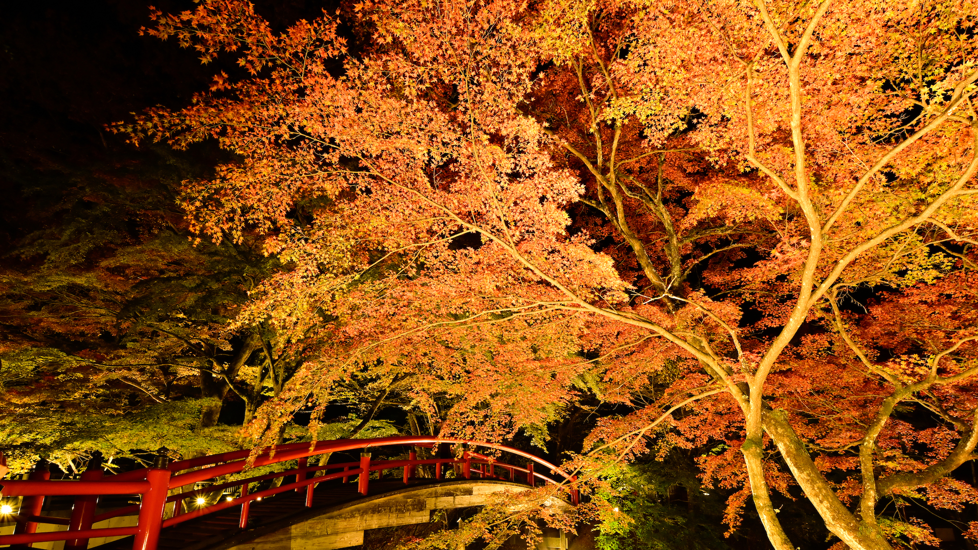 ★秋の風物詩★河鹿橋のライトアップ！今年も懸命に生き抜いた草木達の晴れ舞台です。