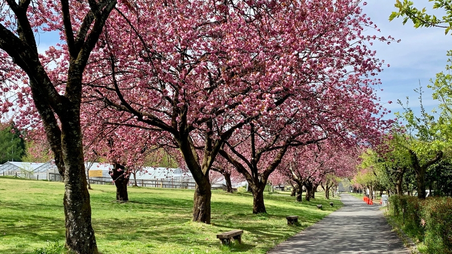 伊香保グリーン牧場は車で５分。春はソメイヨシノや八重桜など19品種・1,500本以上の桜が楽しめます
