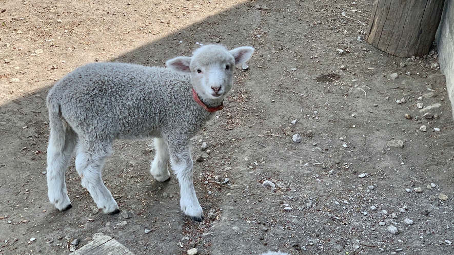 伊香保グリーン牧場は車で５分。春には子羊に出会えます。