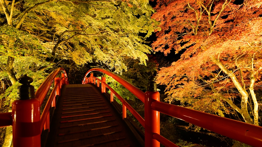 ★秋の風物詩★河鹿橋のライトアップ！今年も懸命に生き抜いた草木達の晴れ舞台です。