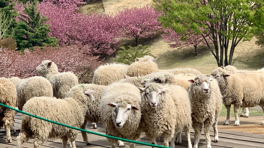 伊香保グリーン牧場は車で５分。春には動物と桜が一緒に楽しめます。