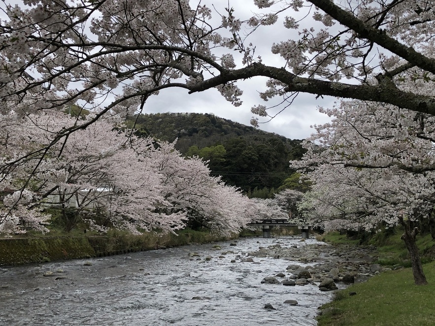 【3月〜5月限定】南伊豆の春の訪れと共に味わう「桜鯛」のふりふり鍋に舌鼓♪ お祝い事や記念日にも最適