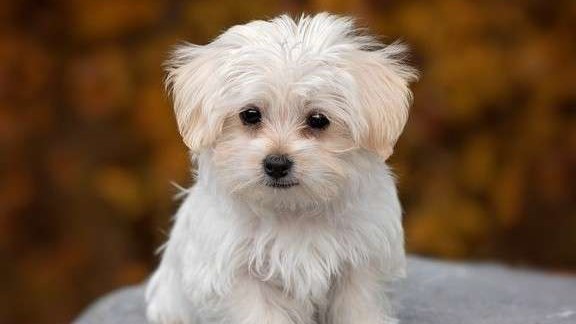 【愛犬と泊まれる／1泊2食】＜食事処＞愛犬と一緒に温泉！厳選伊豆のお料理コース『季節の下賀茂プラン』