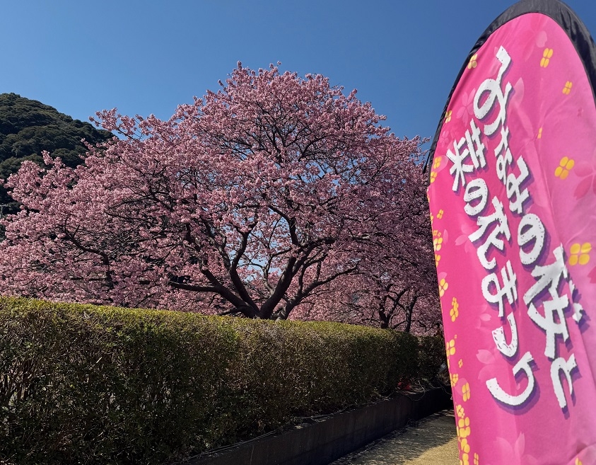 【桜並木まで徒歩2分｜2食付き】限定特典付♪夜桜ライトアップで幻想の世界へ、みなみの桜と菜の花祭り！