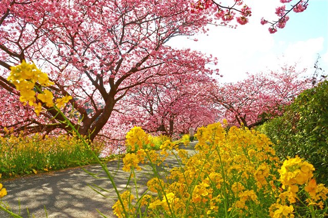 宿から桜並木までは徒歩2分！　夜桜のライトアップで幻想の世界へ　第26回みなみの桜と菜の花祭り！　