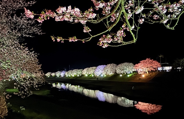 【桜並木まで徒歩2分｜2食付き】限定特典付♪夜桜ライトアップで幻想の世界へ、みなみの桜と菜の花祭り！
