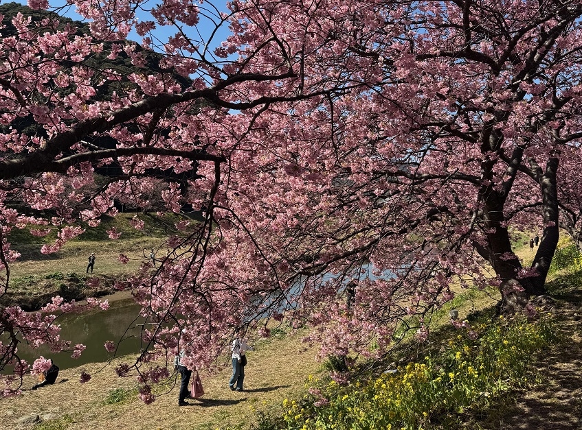 【桜並木まで徒歩2分｜2食付き】限定特典付♪夜桜ライトアップで幻想の世界へ、みなみの桜と菜の花祭り！