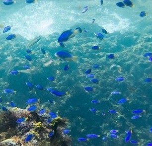 【連泊プラン／1泊2食】ゆったり滞在で天然温泉、旬彩料理、伊豆観光、まとめてどうぞ！＜源泉掛け流し＞