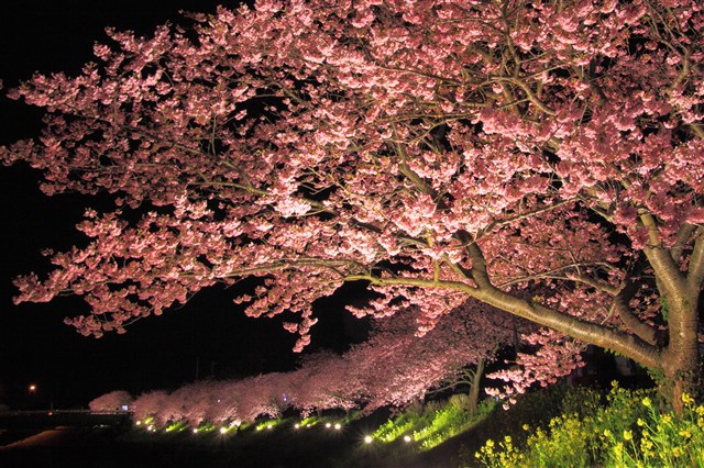 宿から桜並木までは徒歩2分！　夜桜のライトアップで幻想の世界へ　第26回みなみの桜と菜の花祭り！　