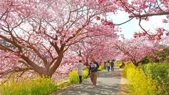 みなみの桜と菜の花