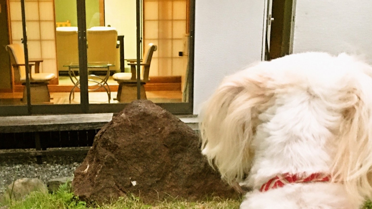 愛犬とお部屋食＆温泉付きの外から