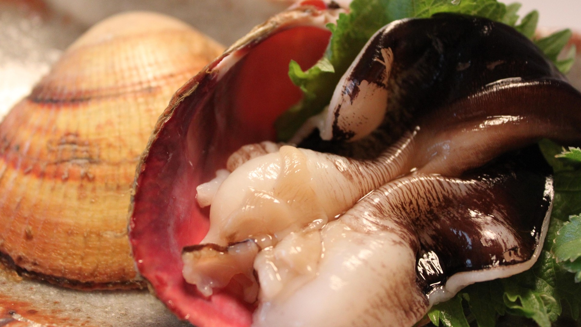 【初夏限定】今しか食べられない日本一の「丹後とり貝」付 会席プラン