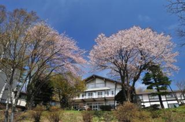 桜と大平ホテル-1