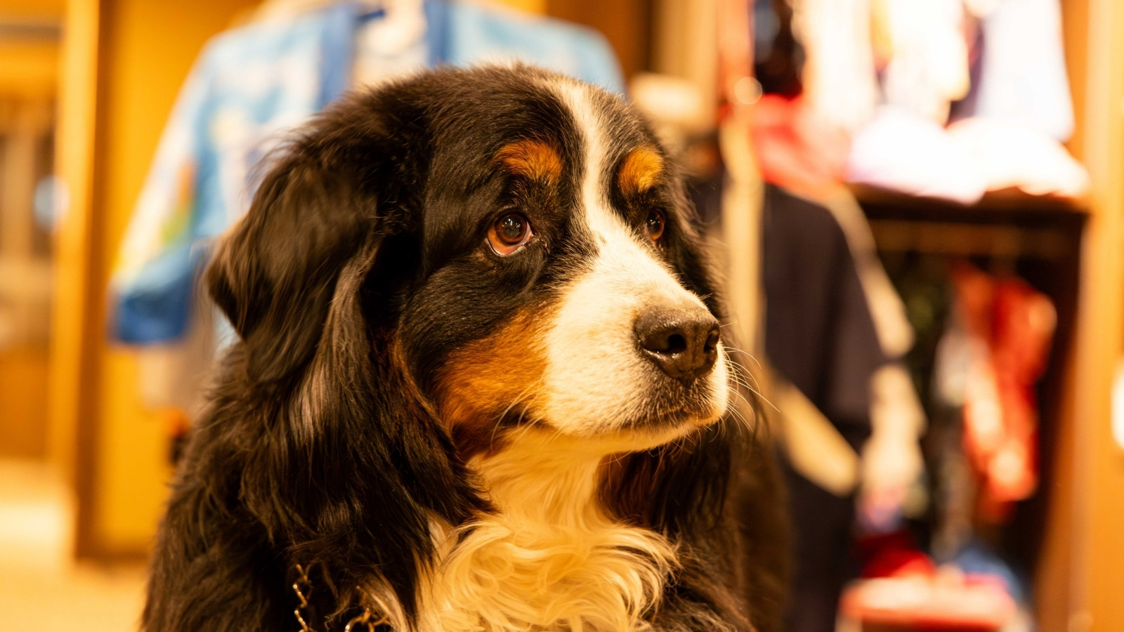 当館の看板犬 ほたる