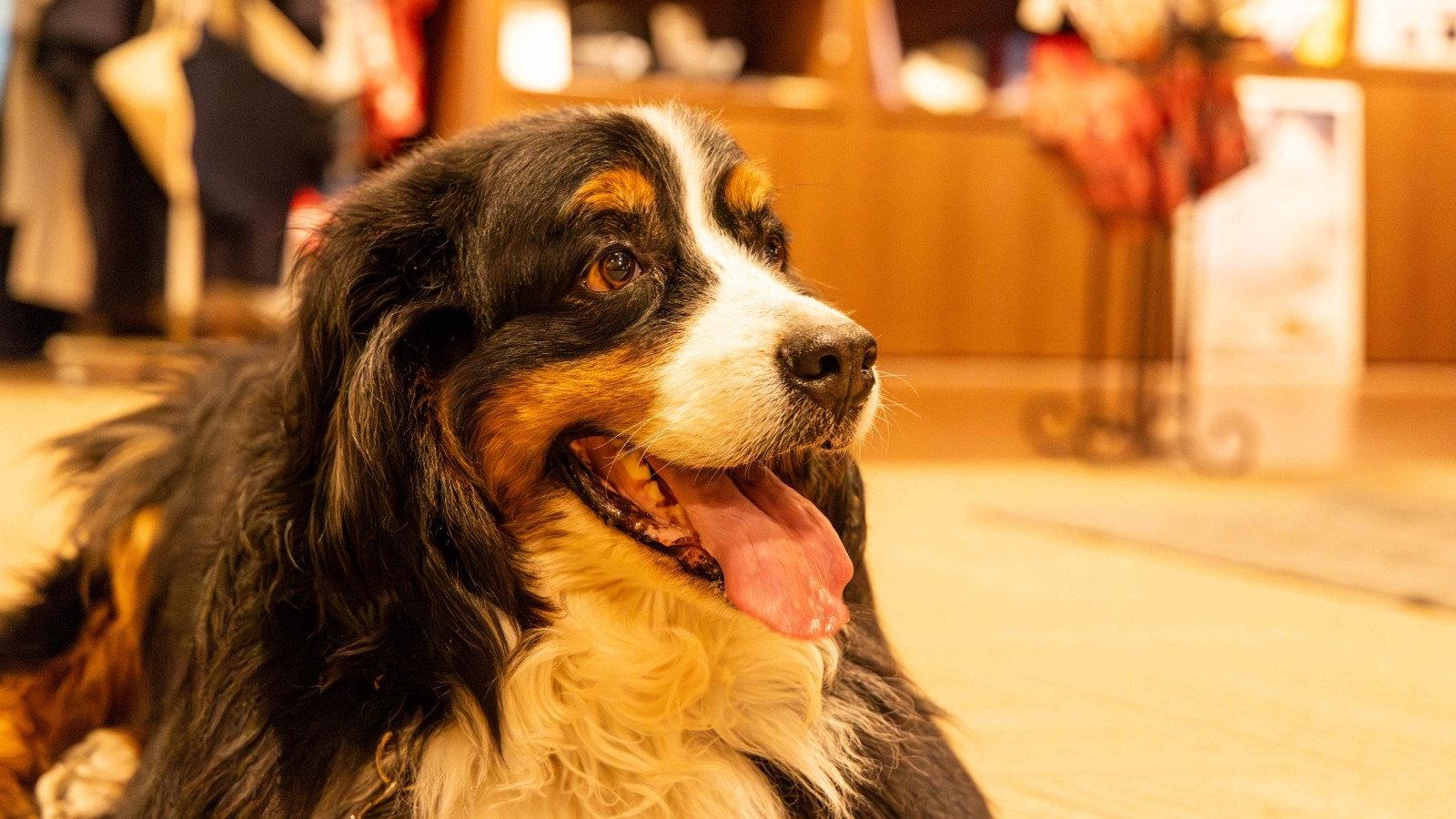 当館の看板犬 ほたる