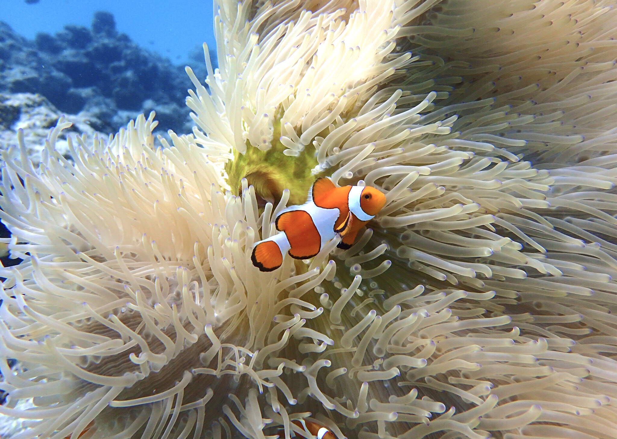 シュノーケルツアー