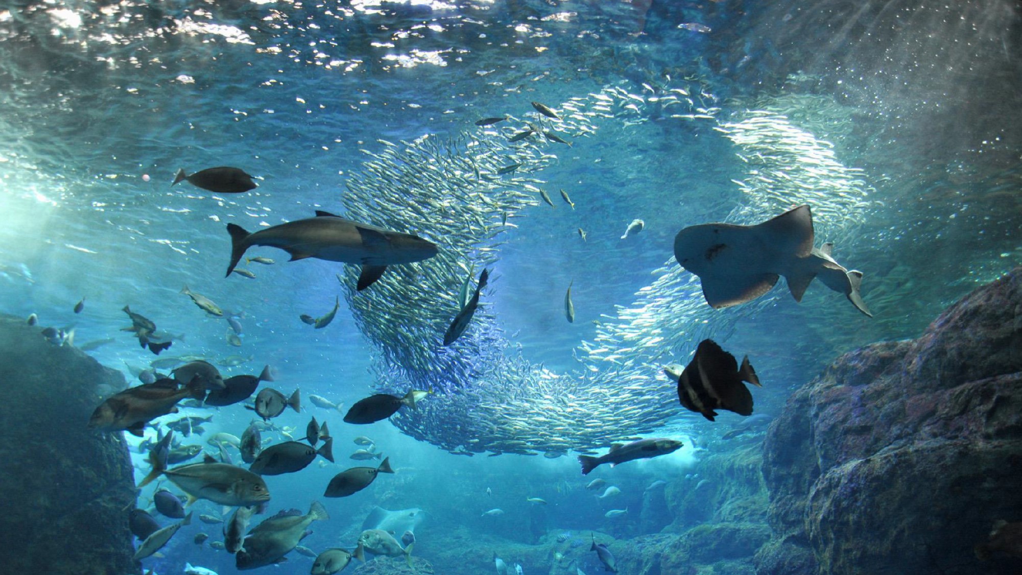 【周辺観光】　新江ノ島水族館