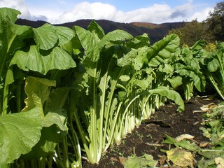 野沢菜