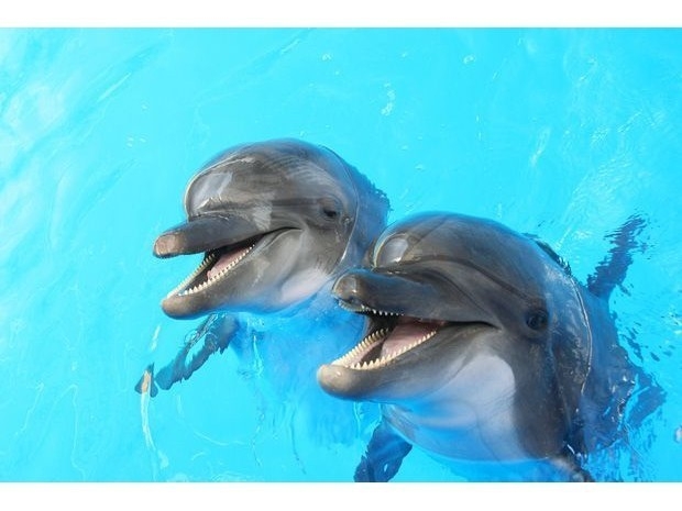 【ファミリー限定】小学生まで無料！大人にもうれしい♪2食付プラン♪