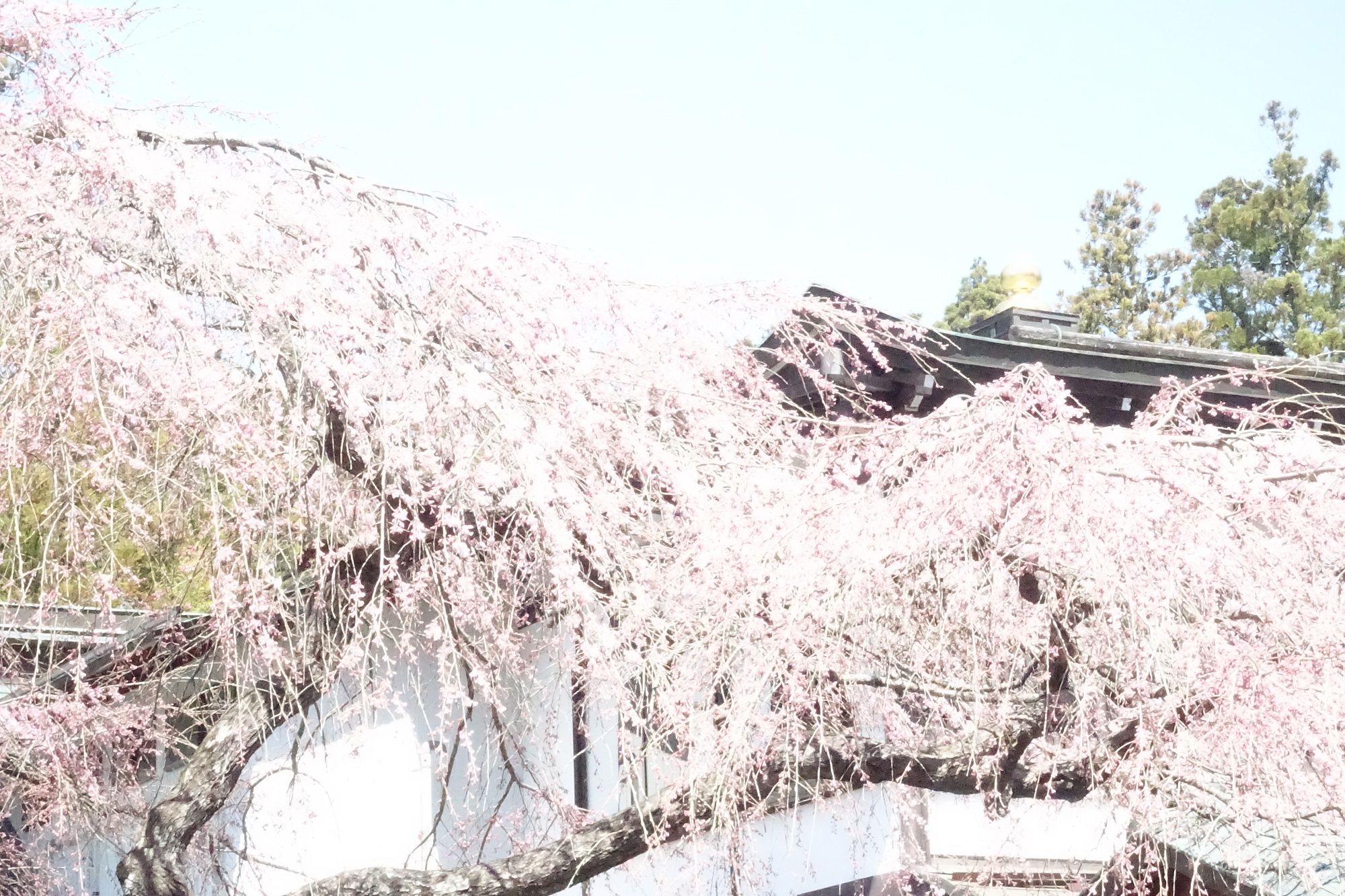 本堂の桜2022　5