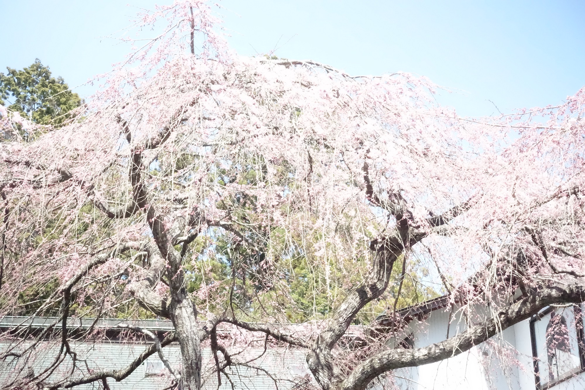 本堂の桜2022　6
