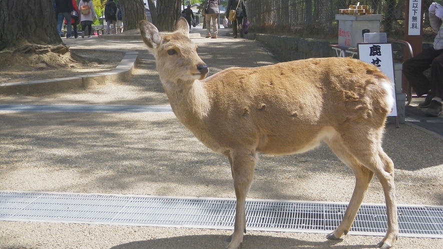 *奈良といえば鹿！かわいい鹿さんに会いに来てください♪