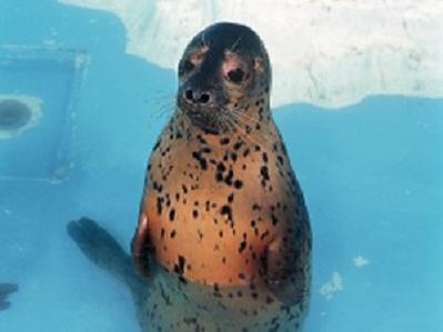 【札幌トク旅】新さっぽろサンピアザ水族館入場券付き！ＪＲ・地下鉄新札幌駅直結☆【禁煙】朝食付き