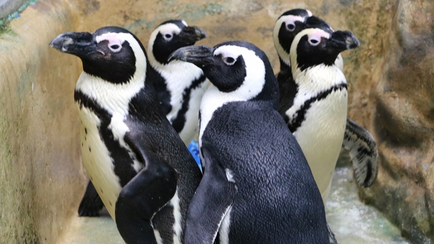 周辺観光　サンピアザ水族館　ぺんぎん