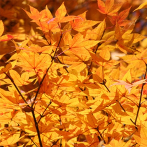 八ヶ岳高原　清里の紅葉