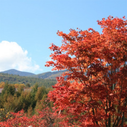 八ヶ岳ブルーの空に映える紅葉