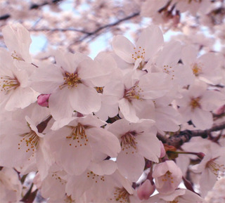 山梨県の春は桜の名所がたくさんあります！