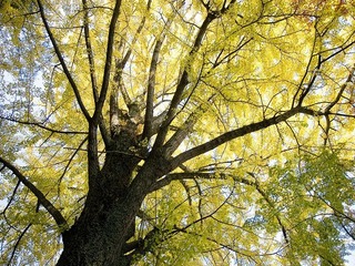 信貴山銀杏の木