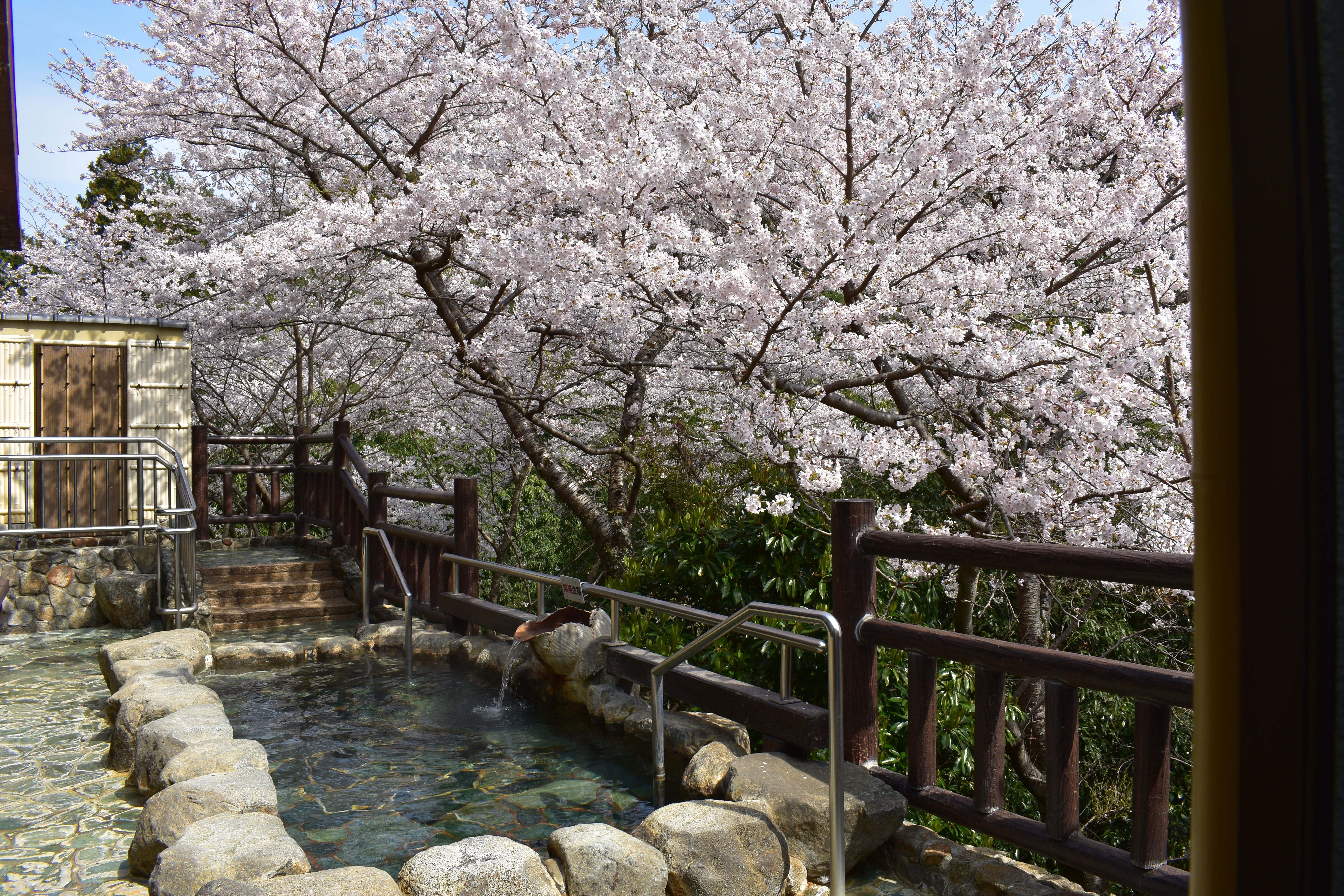 温泉～桜時期～