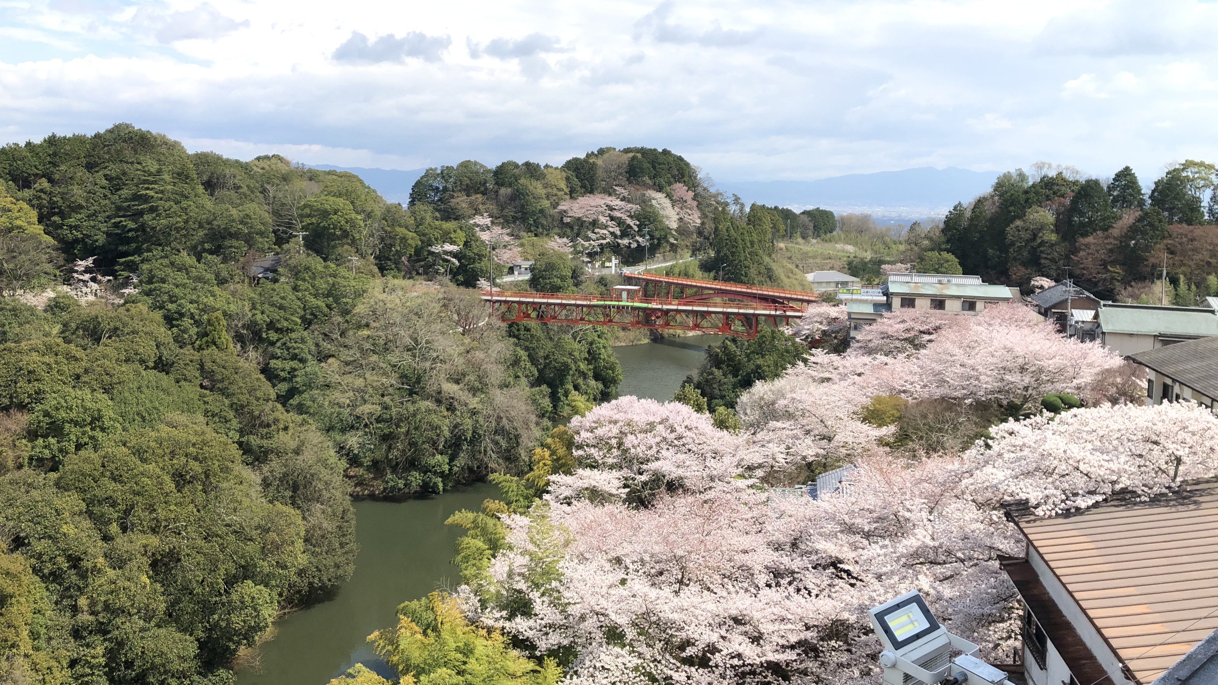 桜時期の開運橋