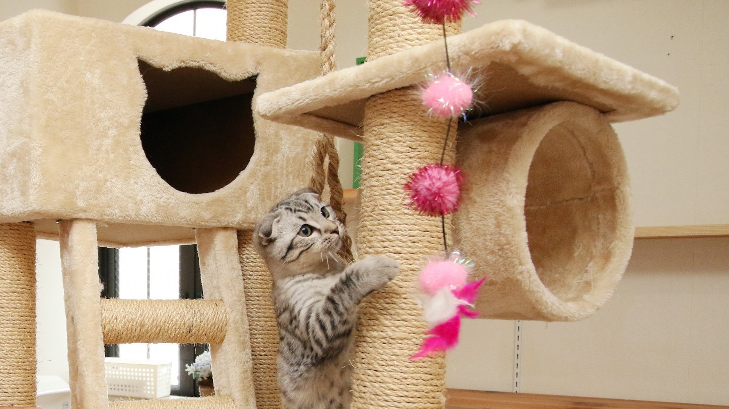 【楽天月末セール】10％OFF愛犬・愛猫と温泉旅行★食事処★グレードアップの和食膳