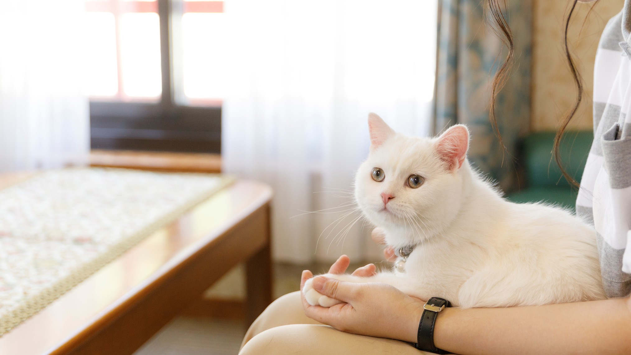 ペットちゃん（愛犬・愛猫）も一緒！特別室でゆったり癒される温泉旅行【お部屋食】