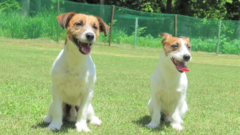 【早割30】30日前の予約でお得【部屋食】愛犬・愛猫と温泉旅行★スタンダードの和食お膳