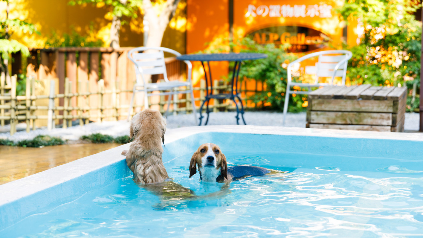 【ファミリー】ペット（愛犬・愛猫）と温泉旅行★食事処★スタンダードの和食膳