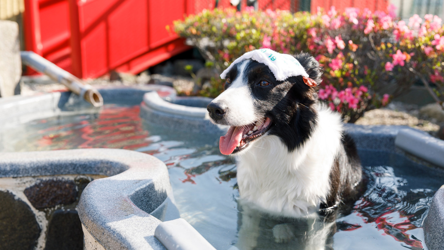 【早割30】30日前の予約でお得【部屋食】愛犬・愛猫と温泉旅行★スタンダードの和食お膳