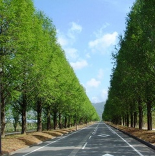 緑のメタセコイアの並木道
