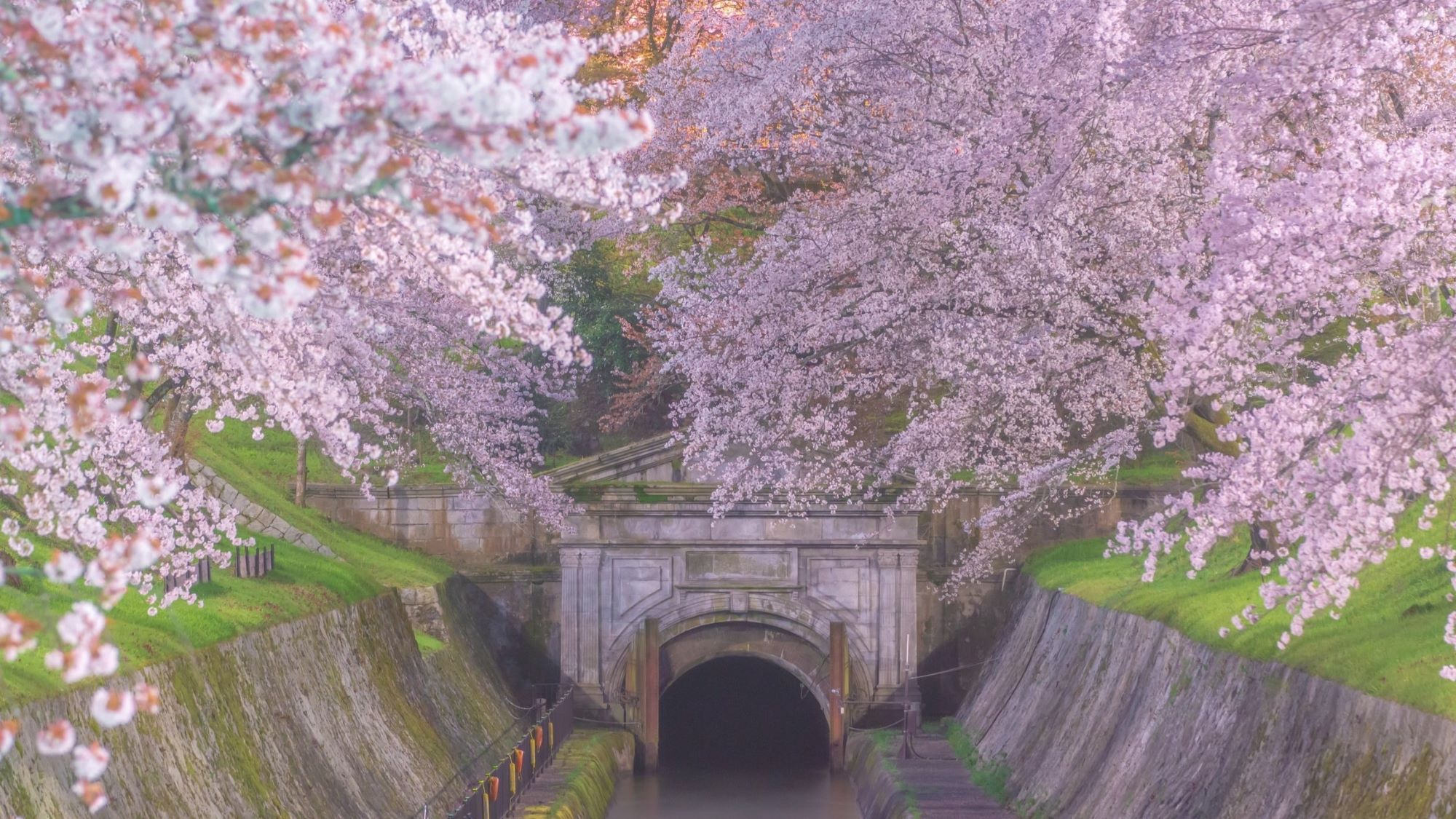 琵琶湖疎水の桜