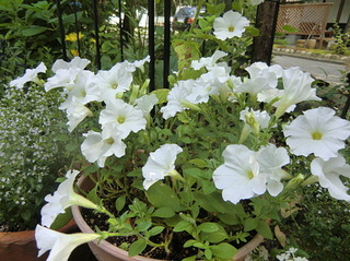 庭に咲く花　ペチュニア