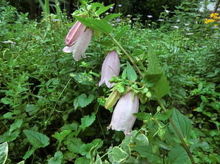 庭に咲く花　ヤマホタルブクロ