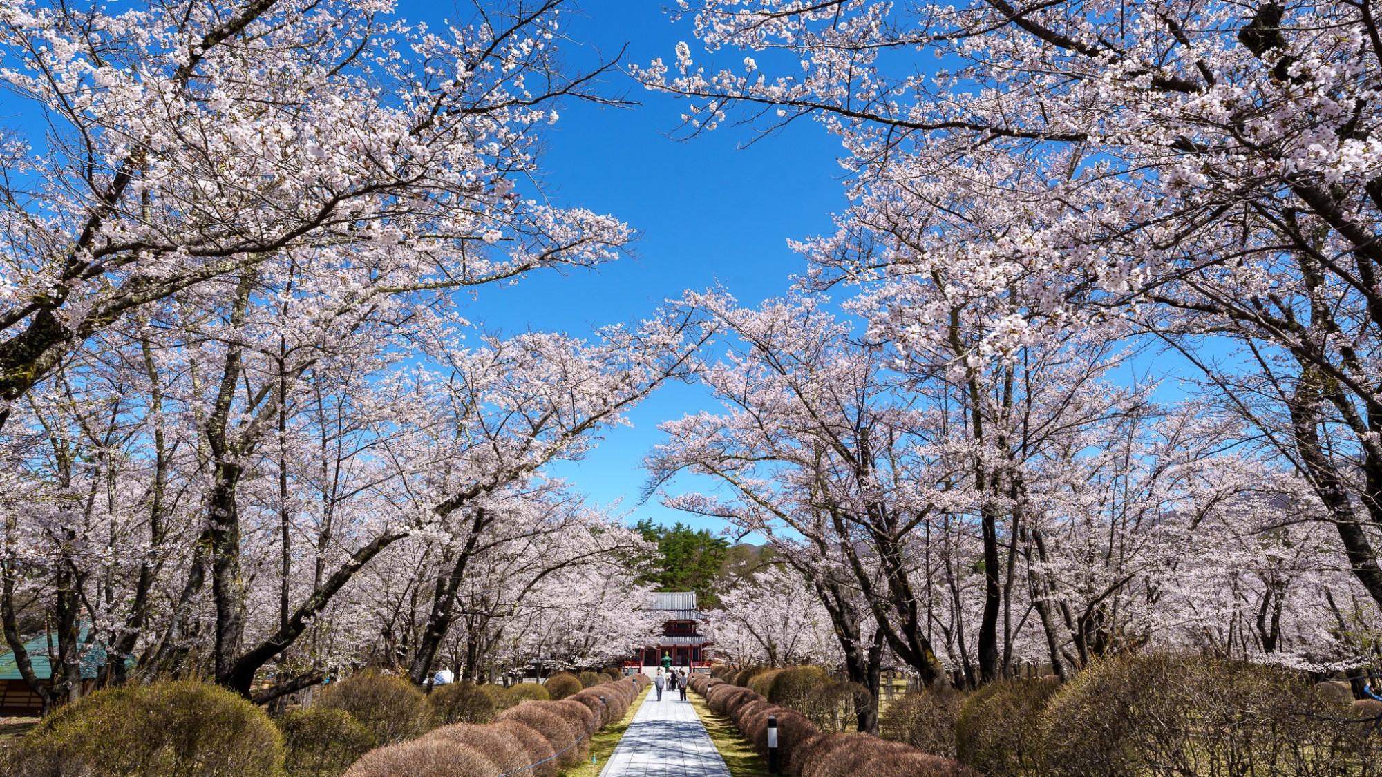 蓼科　聖光寺　桜