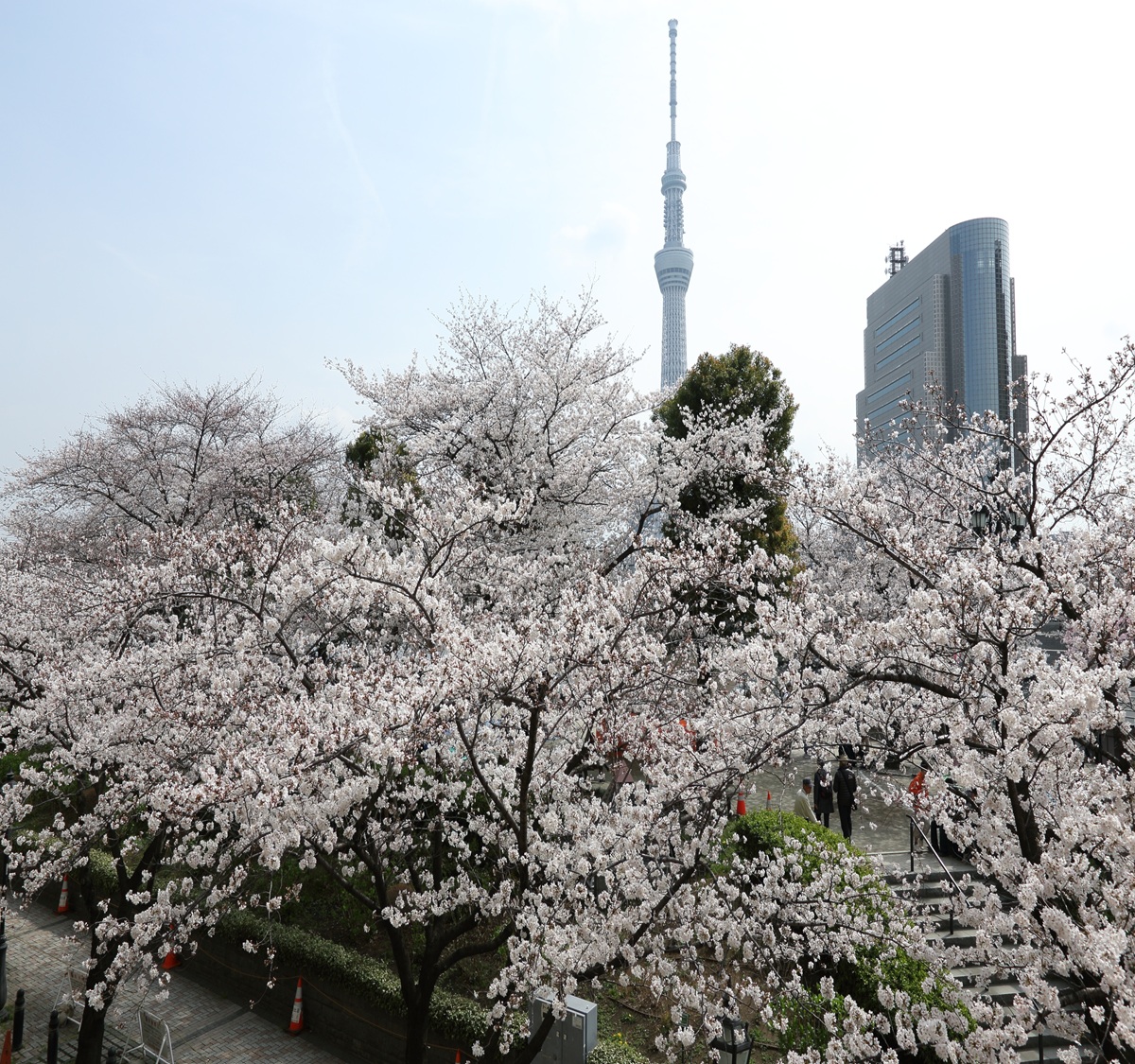 【眺望】隅田川沿いの眺望