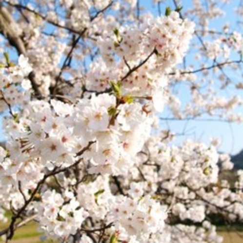 春には桜景色をお愉しみ頂けます