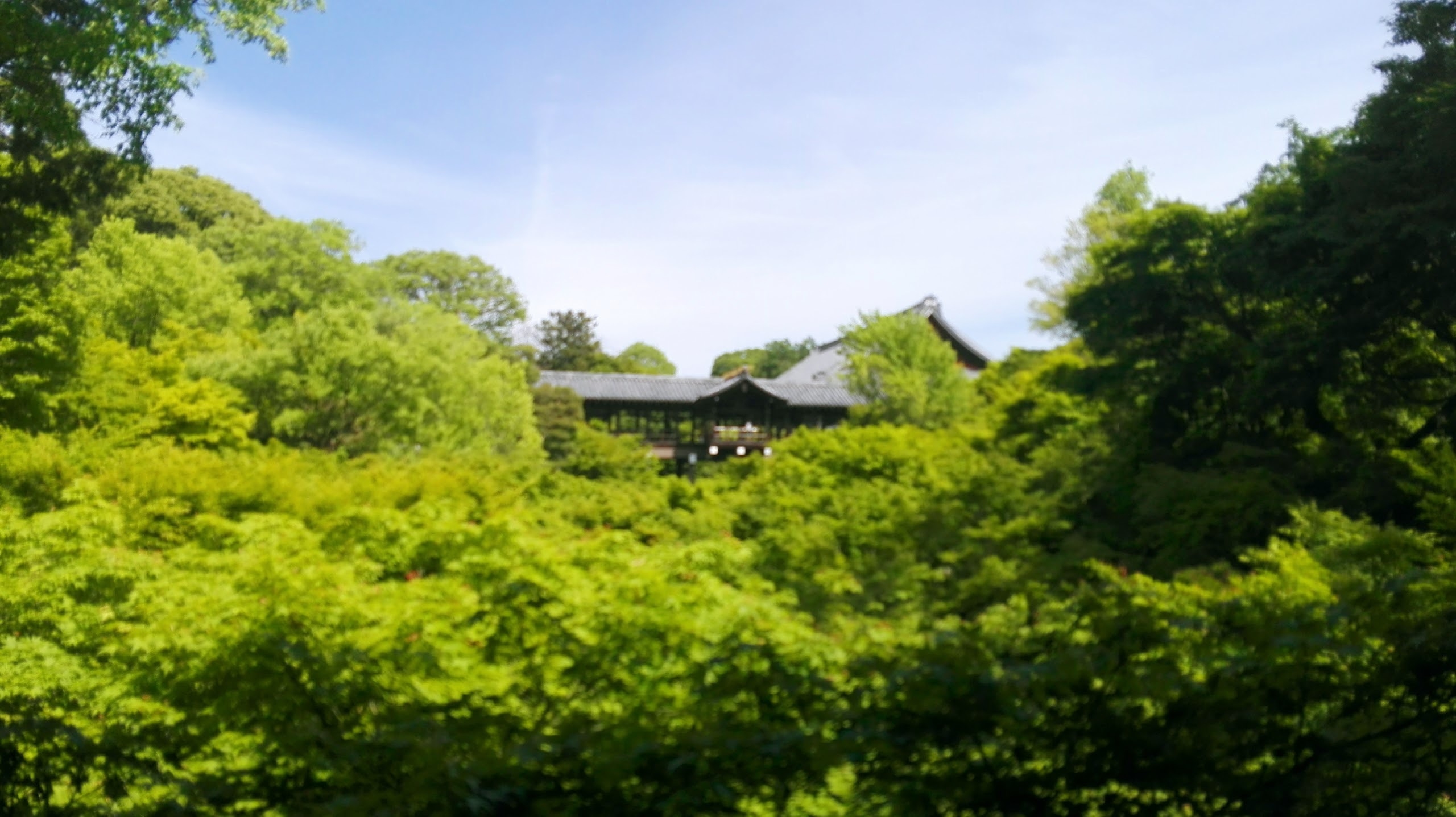 【直前予約】〜京都の青もみじで癒されよう〜　≪素泊まり≫